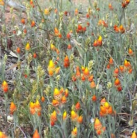 Wild flower and forest canada. Image by Information for Action, a website for conservation and environmental issues offering solutions